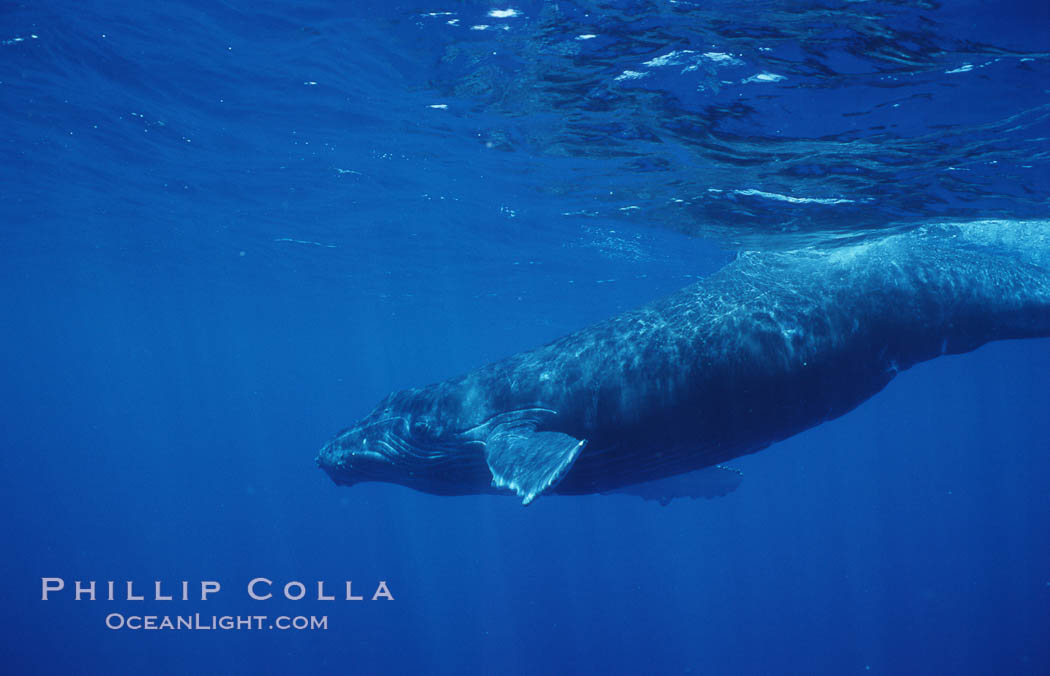 North Pacific humpback whale, calf. Maui, Hawaii, USA, Megaptera novaeangliae, natural history stock photograph, photo id 05960