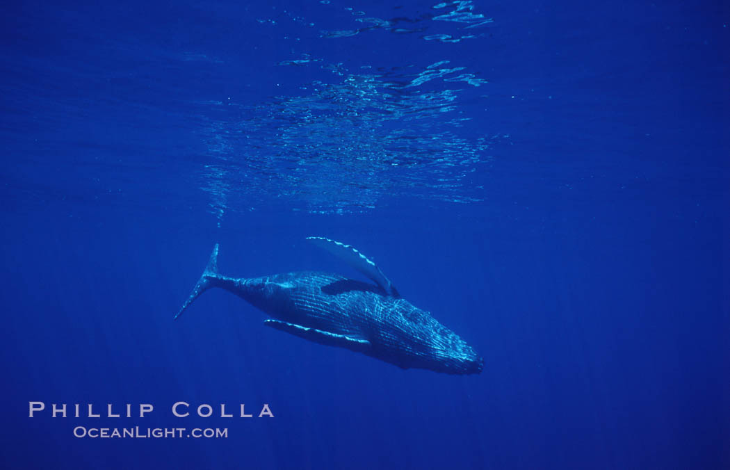 North Pacific humpback whale, calf. Maui, Hawaii, USA, Megaptera novaeangliae, natural history stock photograph, photo id 05964
