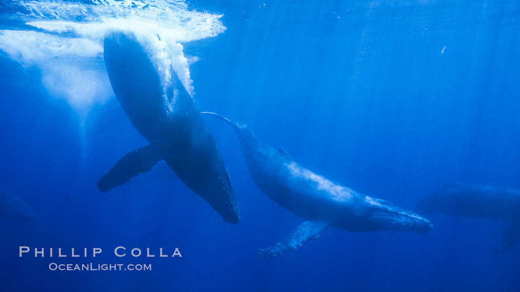 North Pacific humpback whale, competitive group. Maui, Hawaii, USA, Megaptera novaeangliae, natural history stock photograph, photo id 05972