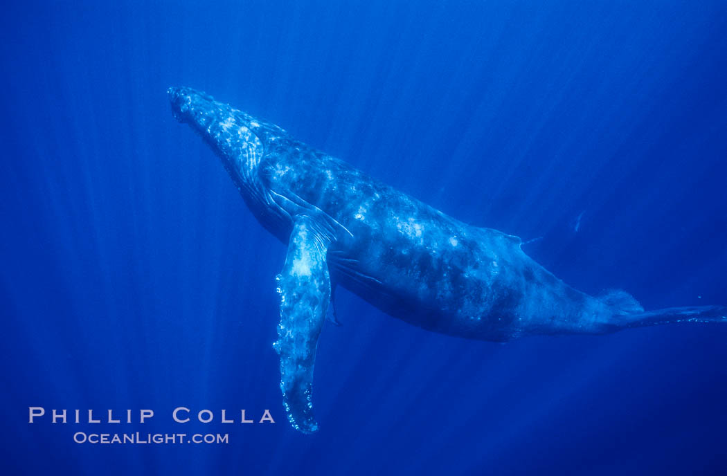 Hawaiian humpback whale underwater, sun beams dappling the whale in clear oceanic waters. Maui, USA, natural history stock photograph, photo id 06008