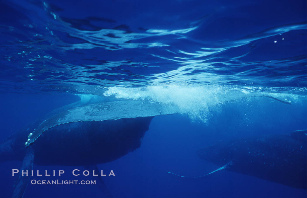 North Pacific humpback whale. Maui, Hawaii, USA, Megaptera novaeangliae, natural history stock photograph, photo id 06012