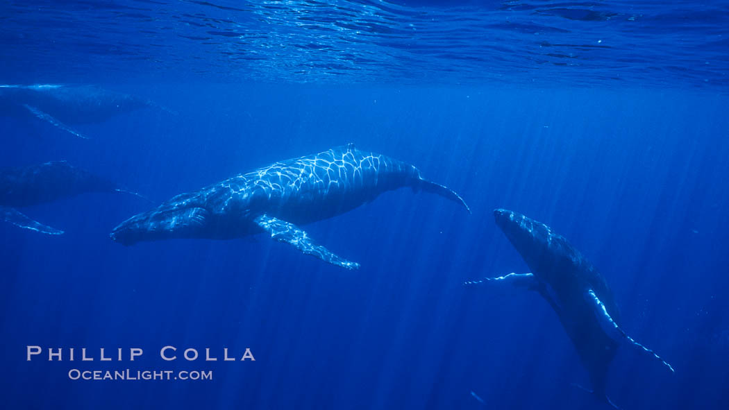 North Pacific humpback whales, competitive group. Maui, Hawaii, USA, Megaptera novaeangliae, natural history stock photograph, photo id 06020