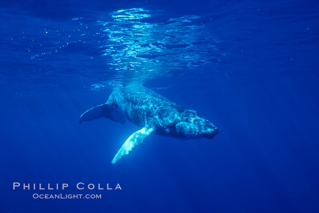 North Pacific humpback whale, calf. Maui, Hawaii, USA, natural history stock photograph, photo id 06044