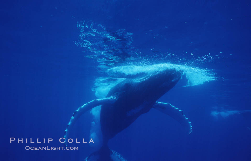 North Pacific humpback whale. Maui, Hawaii, USA, Megaptera novaeangliae, natural history stock photograph, photo id 06056