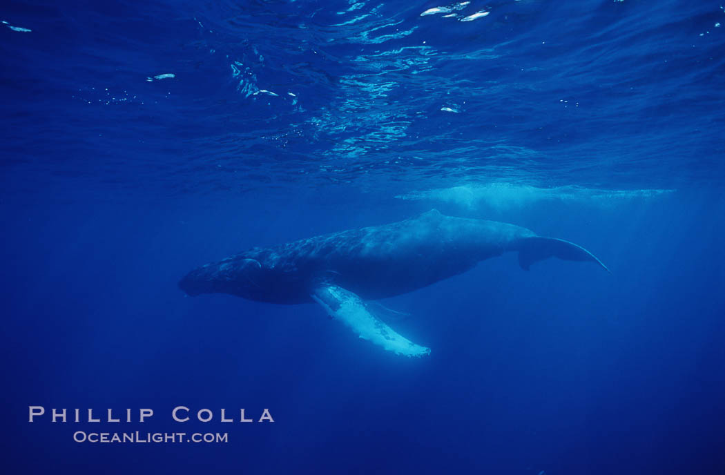 North Pacific humpback whale. Maui, Hawaii, USA, Megaptera novaeangliae, natural history stock photograph, photo id 05931