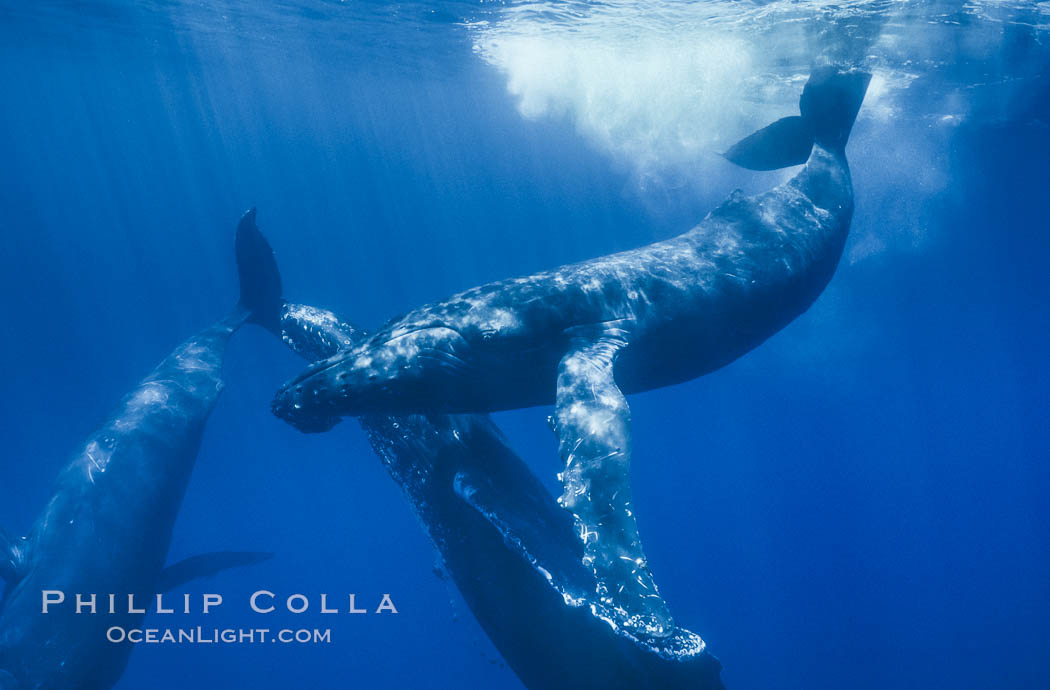 North Pacific humpback whales, socializing trio of adults. Maui, Hawaii, USA, Megaptera novaeangliae, natural history stock photograph, photo id 05935