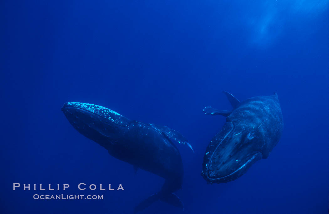 North Pacific humpback whale. Maui, Hawaii, USA, Megaptera novaeangliae, natural history stock photograph, photo id 05939