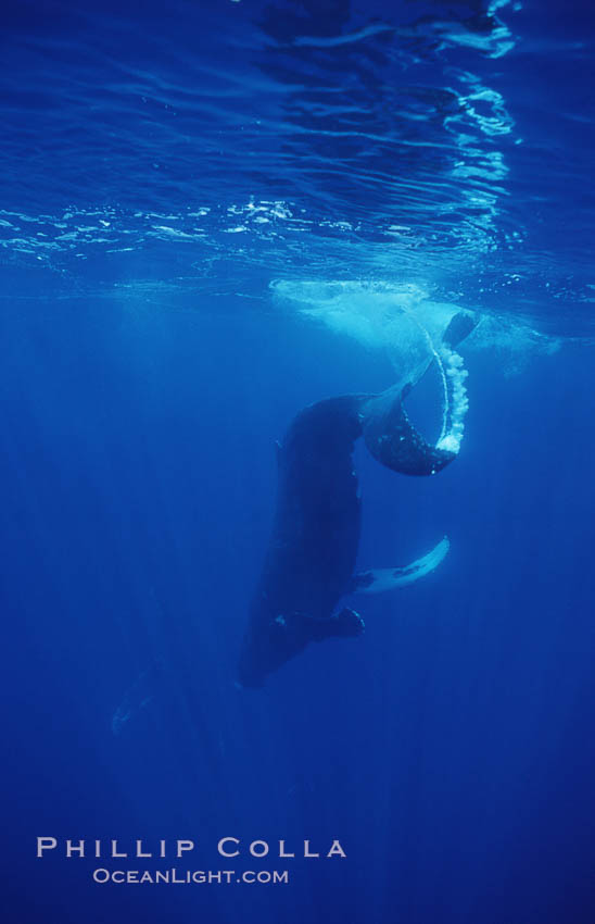 North Pacific humpback whale, head standing near surface. Maui, Hawaii, USA, Megaptera novaeangliae, natural history stock photograph, photo id 05943