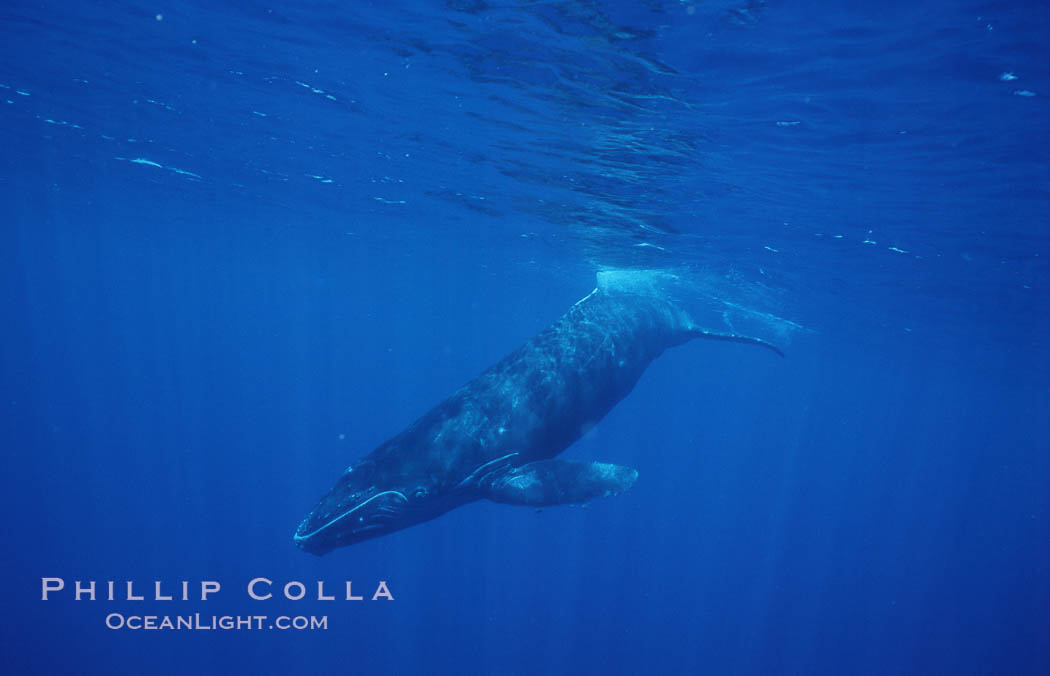 North Pacific humpback whale, calf. Maui, Hawaii, USA, Megaptera novaeangliae, natural history stock photograph, photo id 05955