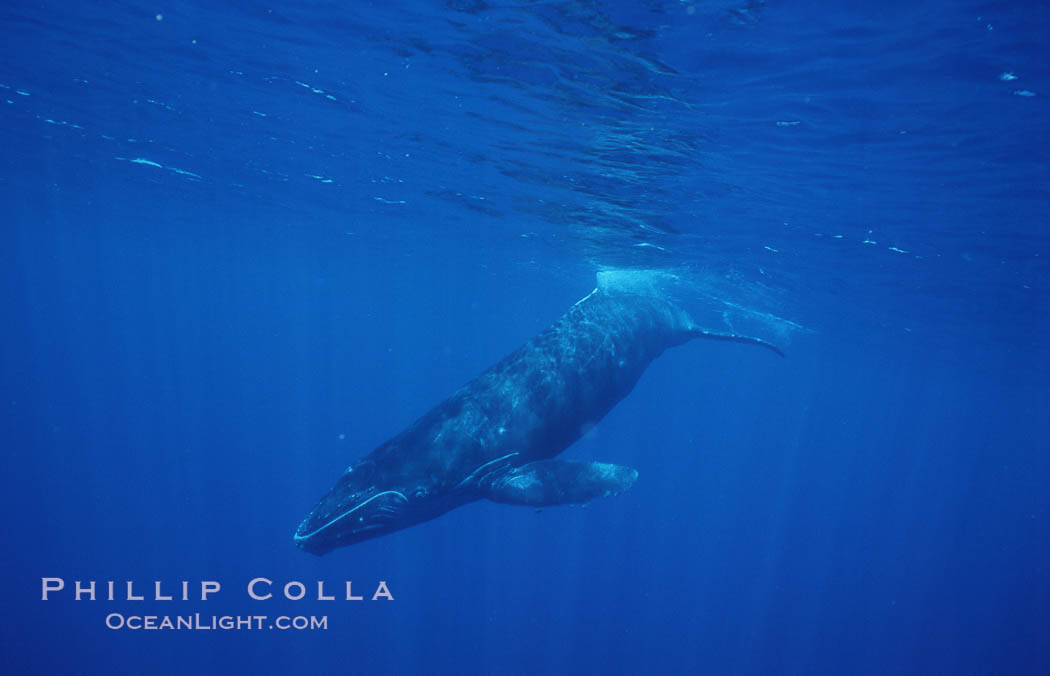 North Pacific humpback whale, calf. Maui, Hawaii, USA, Megaptera novaeangliae, natural history stock photograph, photo id 05955