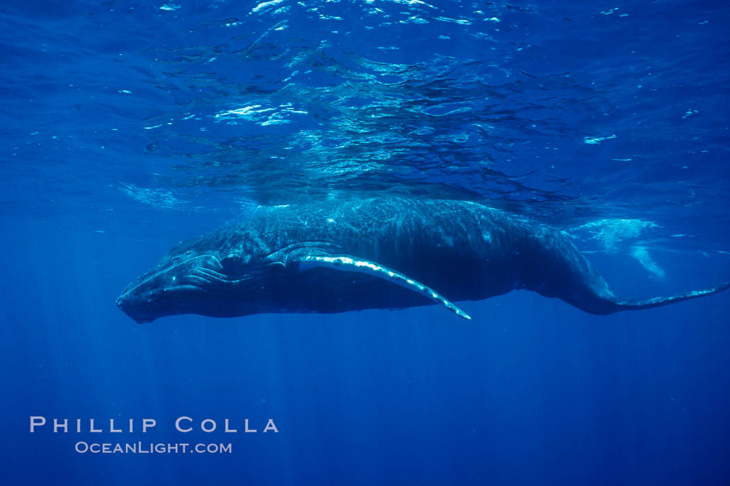 North Pacific humpback whale, calf. Maui, Hawaii, USA, natural history stock photograph, photo id 05959