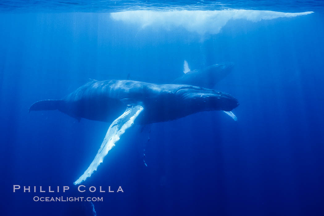 North Pacific humpback whale underwater. Maui, Hawaii, USA, natural history stock photograph, photo id 05995