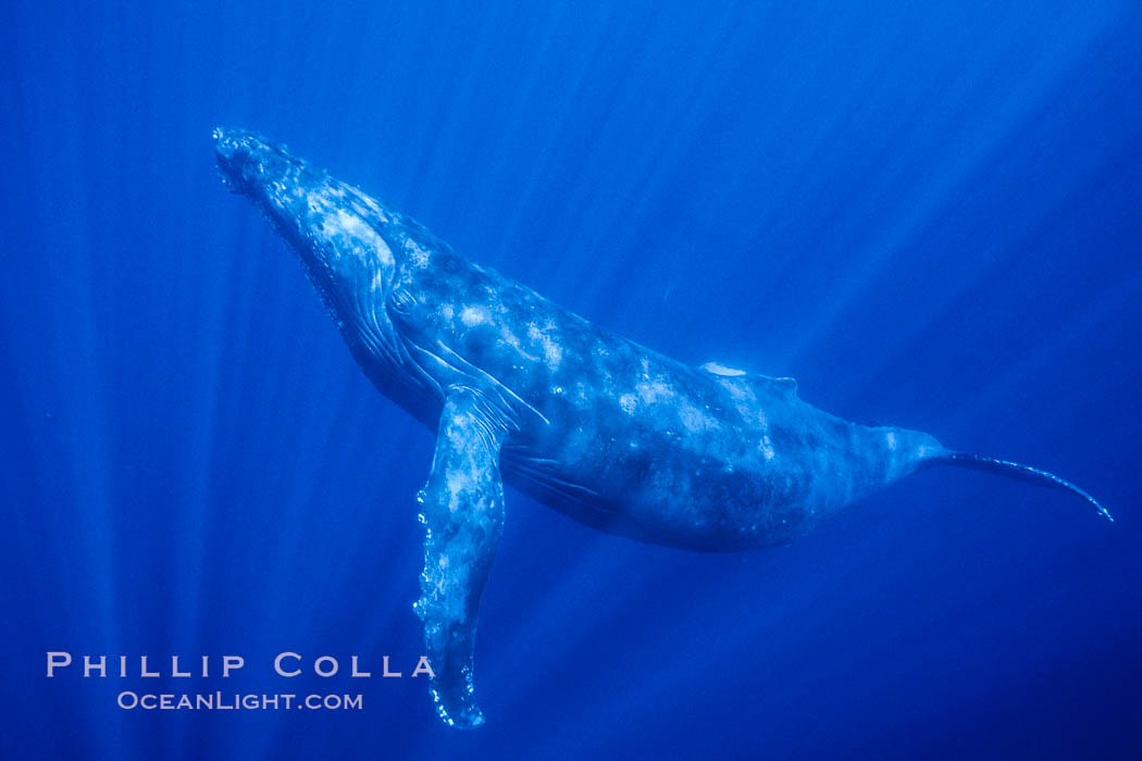 Hawaiian humpback whale underwater, sun beams dappling the whale in clear oceanic waters. Maui, USA, natural history stock photograph, photo id 06007