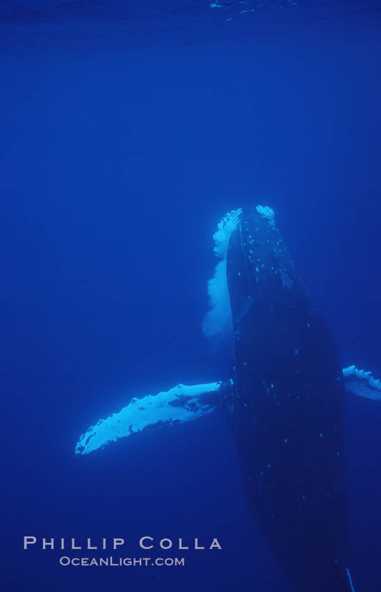 North Pacific humpback whale., Megaptera novaeangliae, natural history stock photograph, photo id 06015