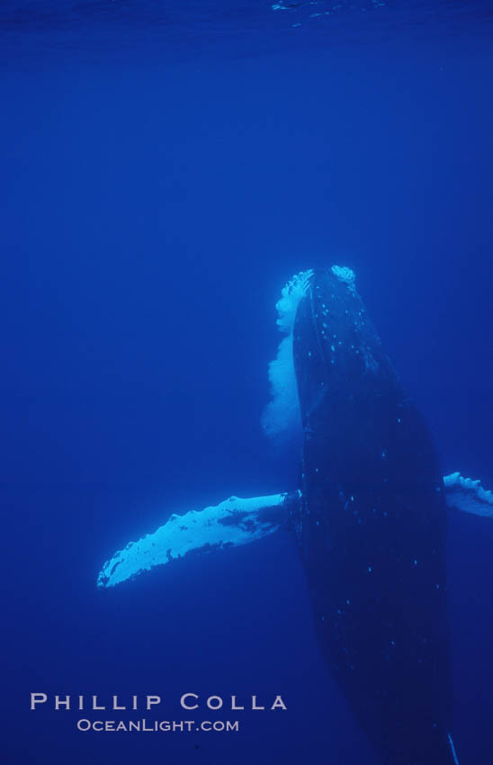 North Pacific humpback whale. Maui, Hawaii, USA, Megaptera novaeangliae, natural history stock photograph, photo id 06015