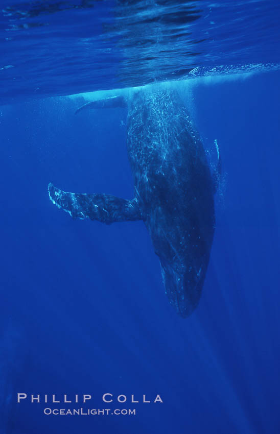 North Pacific humpback whale. Maui, Hawaii, USA, Megaptera novaeangliae, natural history stock photograph, photo id 06019