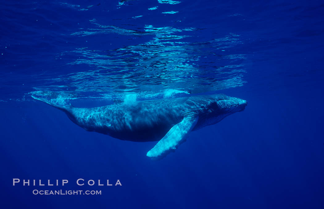 North Pacific humpback whale, calf. Maui, Hawaii, USA, Megaptera novaeangliae, natural history stock photograph, photo id 06047