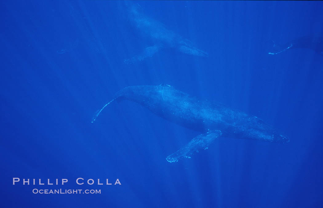 North Pacific humpback whale. Maui, Hawaii, USA, Megaptera novaeangliae, natural history stock photograph, photo id 06055
