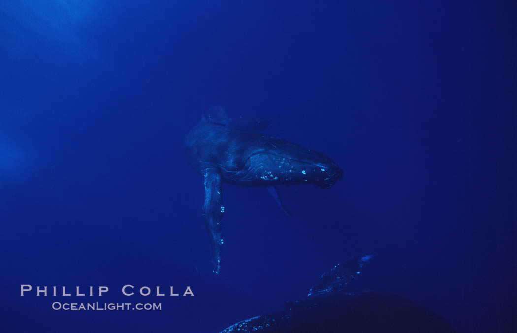 North Pacific humpback whale., Megaptera novaeangliae, natural history stock photograph, photo id 05937