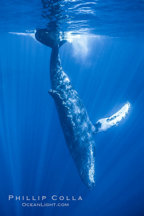 North Pacific humpback whale, head standing near surface. Maui, Hawaii, USA, natural history stock photograph, photo id 05941