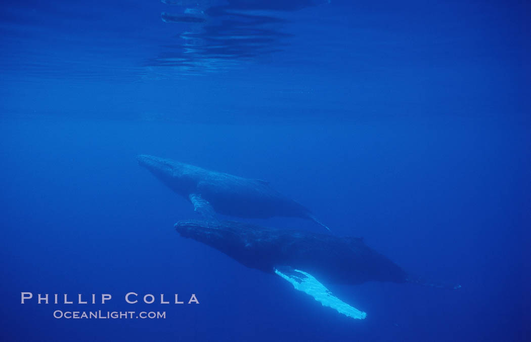 North Pacific humpback whales, part of competitive group. Maui, Hawaii, USA, Megaptera novaeangliae, natural history stock photograph, photo id 05949