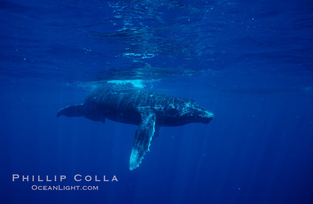 North Pacific humpback whale, calf. Maui, Hawaii, USA, Megaptera novaeangliae, natural history stock photograph, photo id 05953