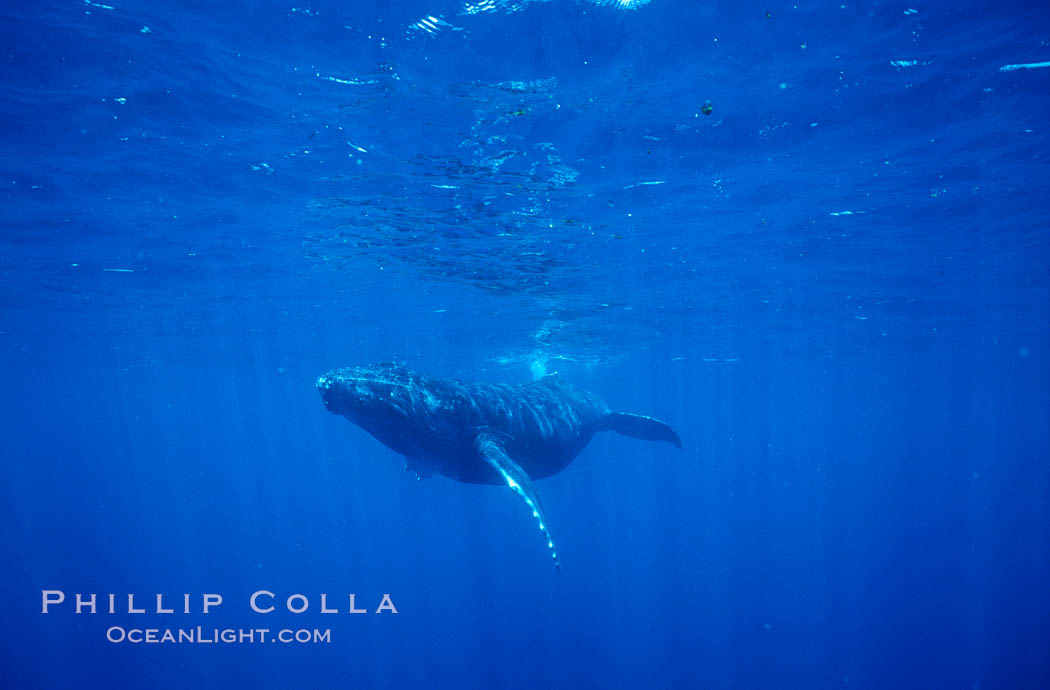 North Pacific humpback whale, calf. Maui, Hawaii, USA, natural history stock photograph, photo id 05957