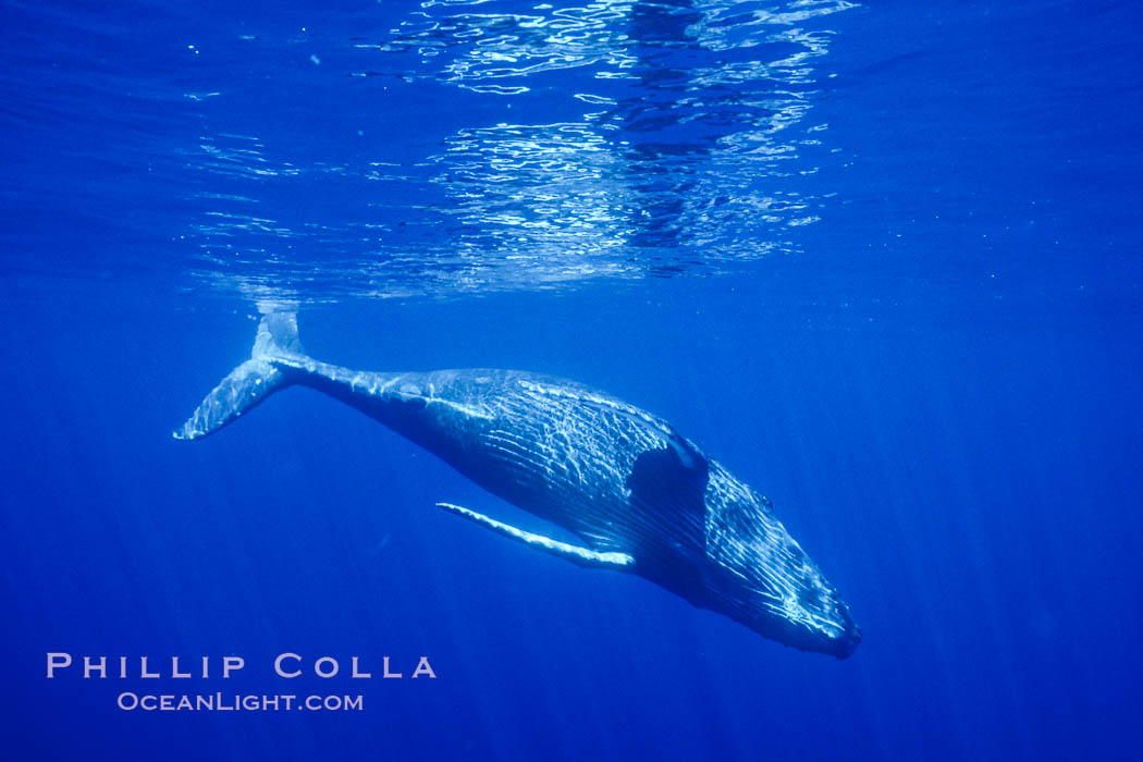 North Pacific humpback whale, calf. Maui, Hawaii, USA, natural history stock photograph, photo id 05965