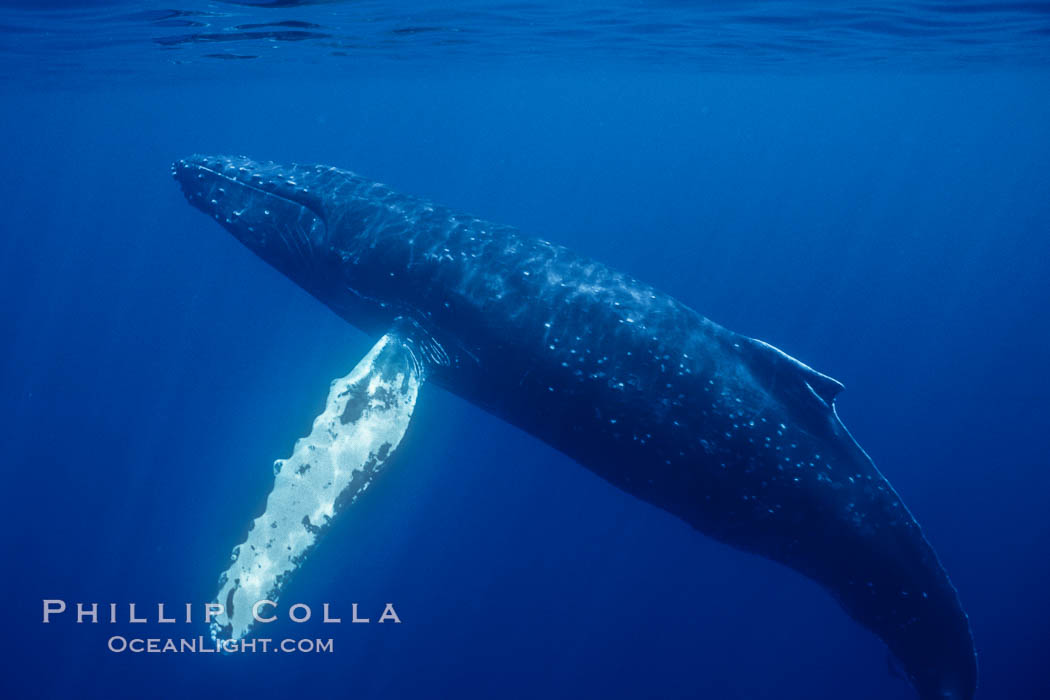 North Pacific humpback whale underwater. Maui, Hawaii, USA, Megaptera novaeangliae, natural history stock photograph, photo id 06005