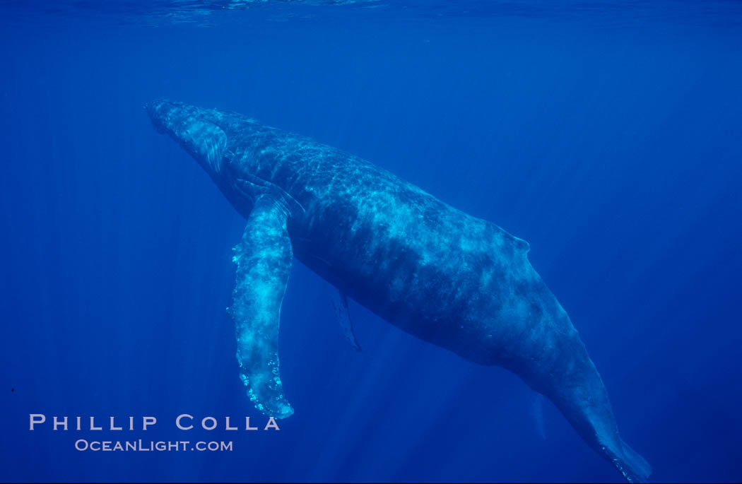 North Pacific humpback whale. Maui, Hawaii, USA, Megaptera novaeangliae, natural history stock photograph, photo id 06009