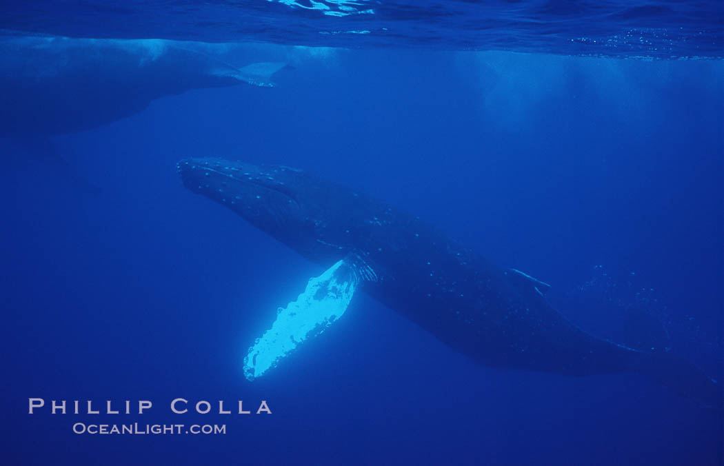North Pacific humpback whale. Maui, Hawaii, USA, Megaptera novaeangliae, natural history stock photograph, photo id 06013