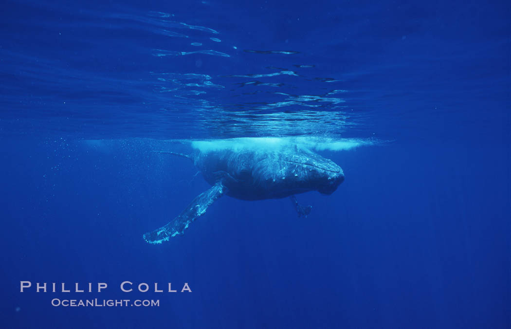 North Pacific humpback whale. Maui, Hawaii, USA, Megaptera novaeangliae, natural history stock photograph, photo id 06017