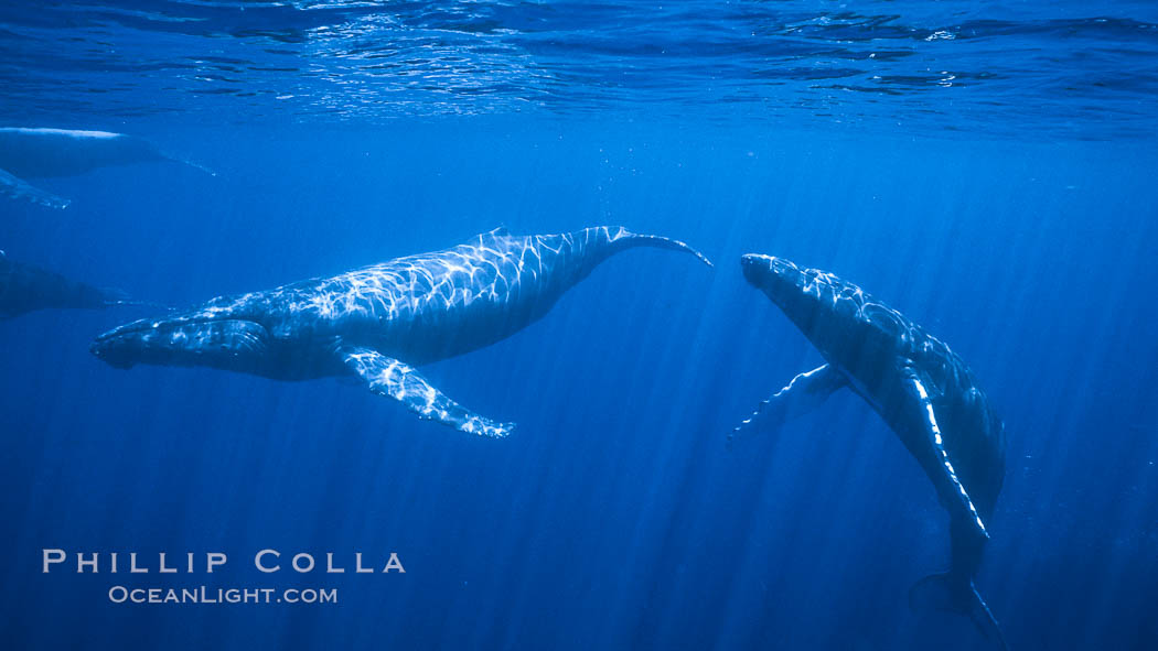 North Pacific humpback whales, competitive group. Maui, Hawaii, USA, Megaptera novaeangliae, natural history stock photograph, photo id 06021