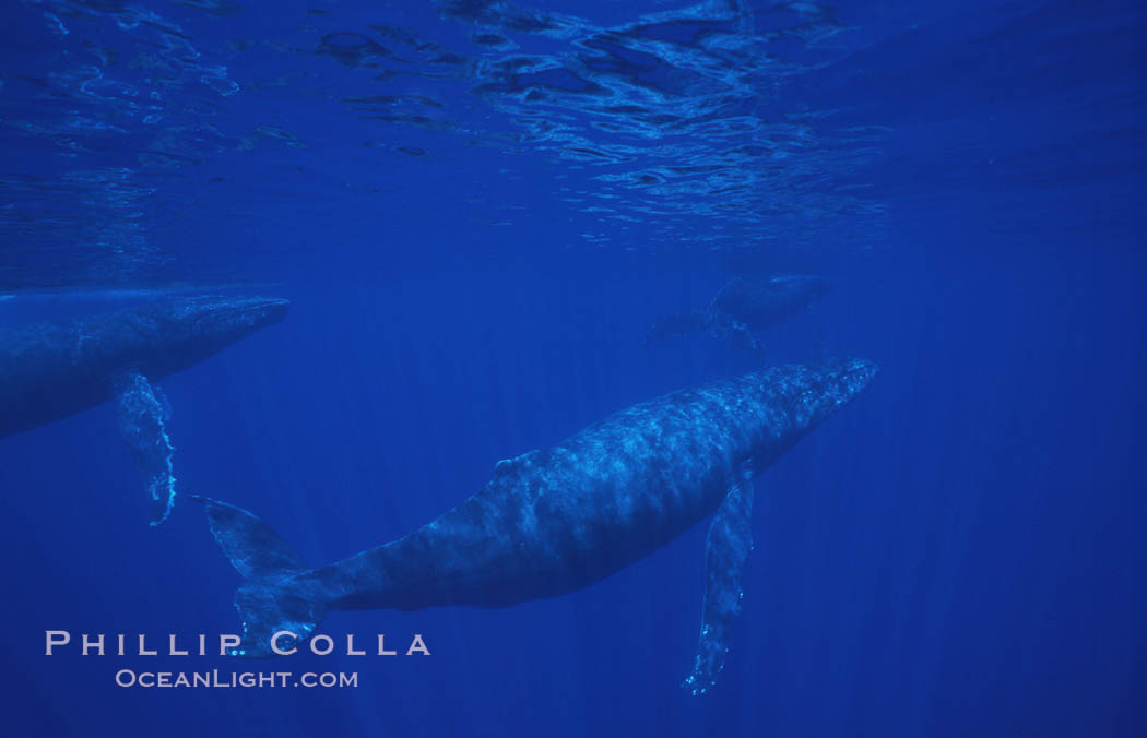 North Pacific humpback whale. Maui, Hawaii, USA, Megaptera novaeangliae, natural history stock photograph, photo id 06029