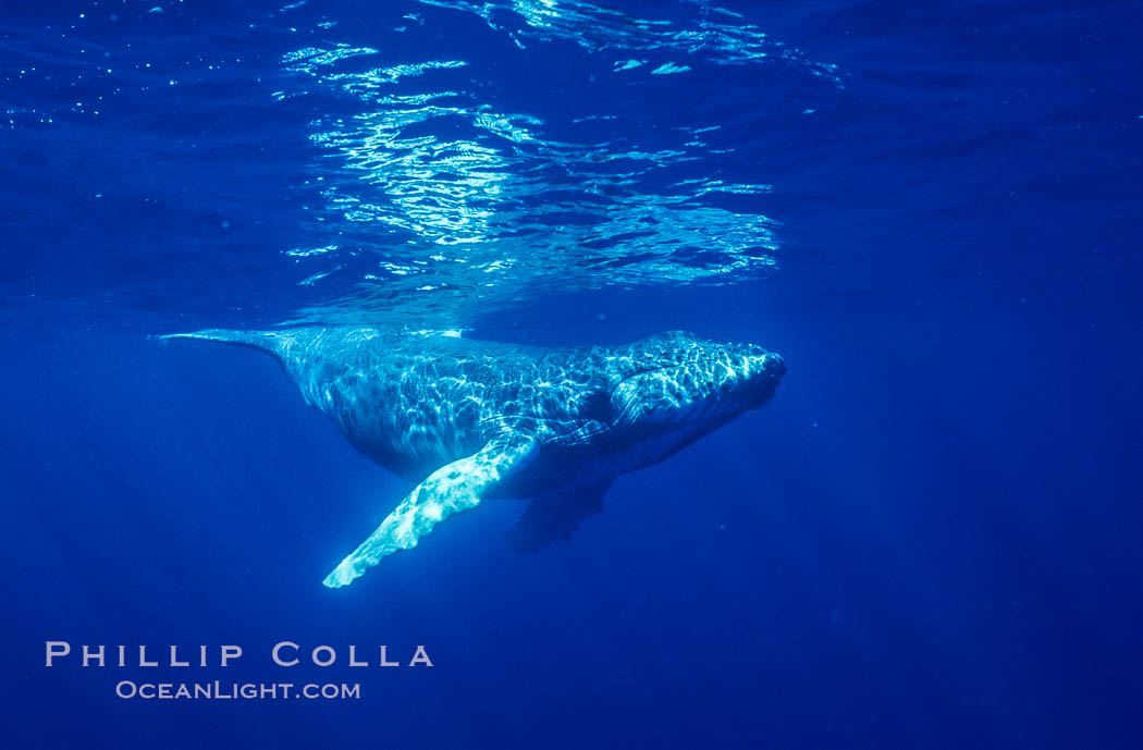North Pacific humpback whale, calf. Maui, Hawaii, USA, natural history stock photograph, photo id 06045