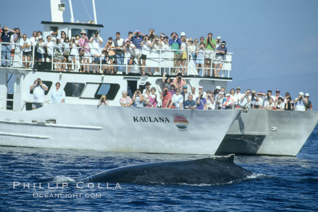 North Pacific humpback whale rounds out in front of whale watching boat. Maui, Hawaii, USA, Megaptera novaeangliae, natural history stock photograph, photo id 00347
