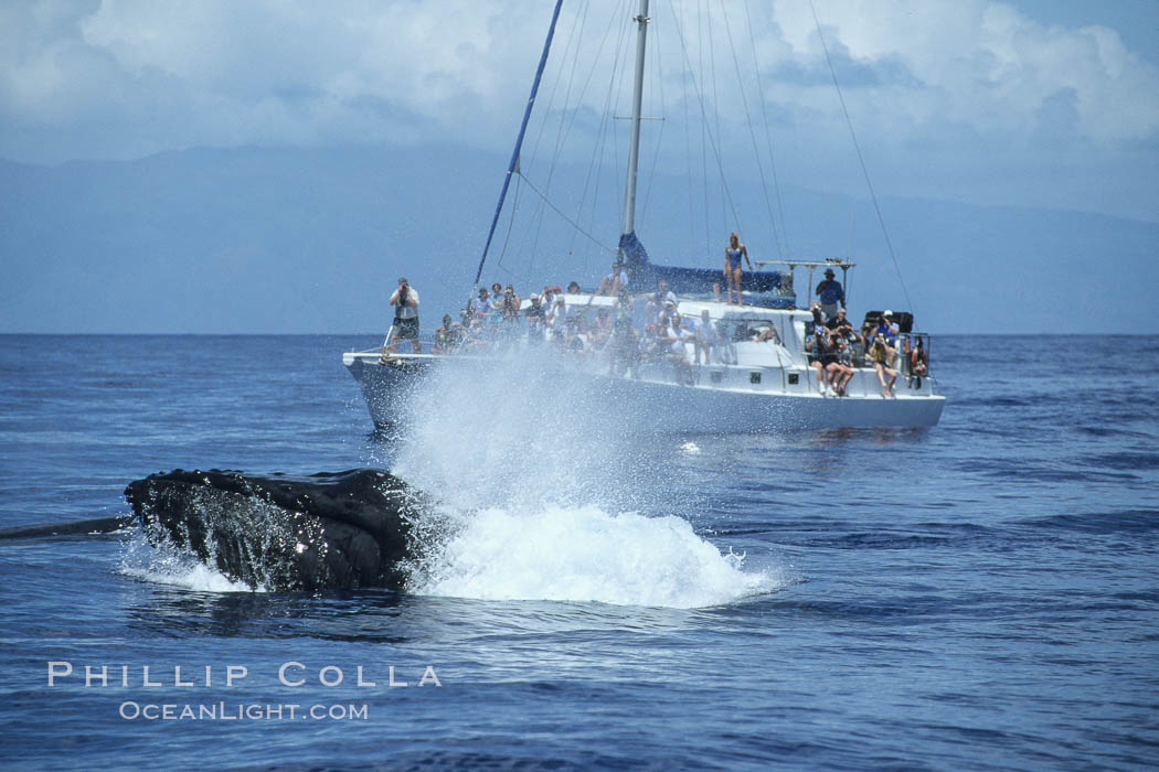 Humpback whale surface active group, male escort head lunging, whale watching boat. Maui, Hawaii, USA, Megaptera novaeangliae, natural history stock photograph, photo id 04237