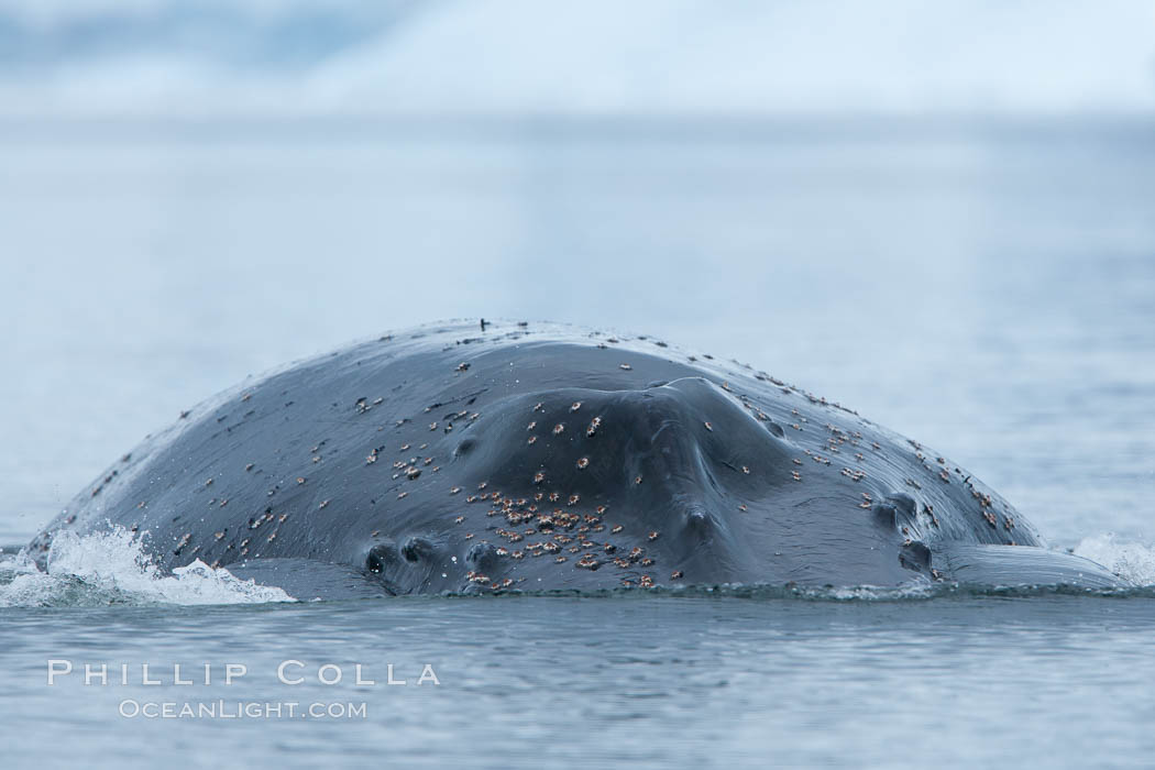 Humpback whale with barnacles, visible on the blowhole and tubercles on the dorsal surface of its head, swims toward the photographer. Neko Harbor, Antarctic Peninsula, Antarctica, Megaptera novaeangliae, natural history stock photograph, photo id 25669