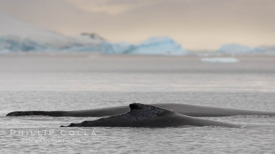 Humpback whales, Neko Harbor. Antarctic Peninsula, Antarctica, Megaptera novaeangliae, natural history stock photograph, photo id 25676