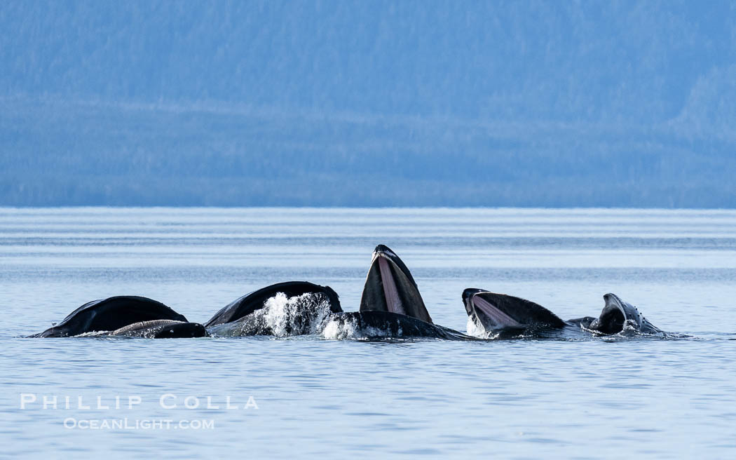 Humpback whales bubblenet feeding in Southeast Alaska. Coordinated bubble-net feeding is a specialized cooperative feeding technique used by humpback whales, where a group of whales works together to trap fish or krill in a net of bubbles then lunge through to feed. Sitka Sound, USA, Megaptera novaeangliae, natural history stock photograph, photo id 40926