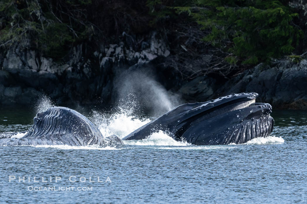 Humpback whales bubblenet feeding in Southeast Alaska. Coordinated bubble-net feeding is a specialized cooperative feeding technique used by humpback whales, where a group of whales works together to trap fish or krill in a net of bubbles then lunge through to feed. Sitka Sound, USA, Megaptera novaeangliae, natural history stock photograph, photo id 40930