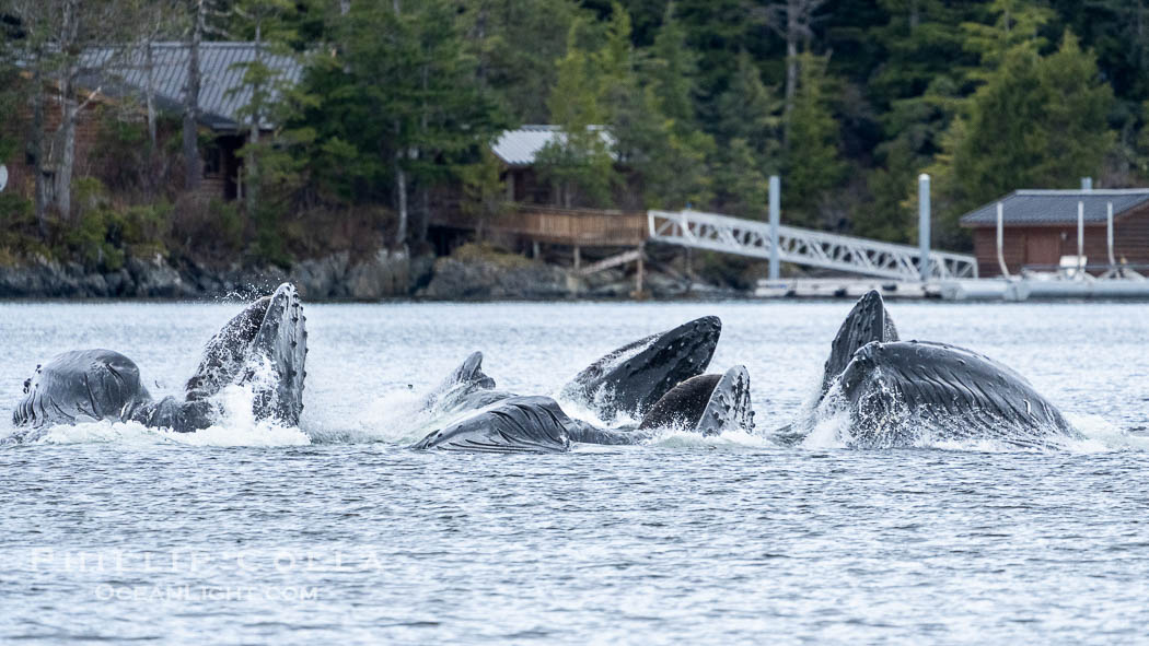 Humpback whales bubblenet feeding in Southeast Alaska. Coordinated bubble-net feeding is a specialized cooperative feeding technique used by humpback whales, where a group of whales works together to trap fish or krill in a net of bubbles then lunge through to feed. Sitka Sound, USA, Megaptera novaeangliae, natural history stock photograph, photo id 40934