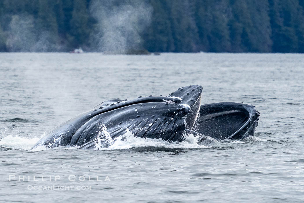 Humpback whales bubblenet feeding in Southeast Alaska. Coordinated bubble-net feeding is a specialized cooperative feeding technique used by humpback whales, where a group of whales works together to trap fish or krill in a net of bubbles then lunge through to feed. Sitka Sound, USA, Megaptera novaeangliae, natural history stock photograph, photo id 40938
