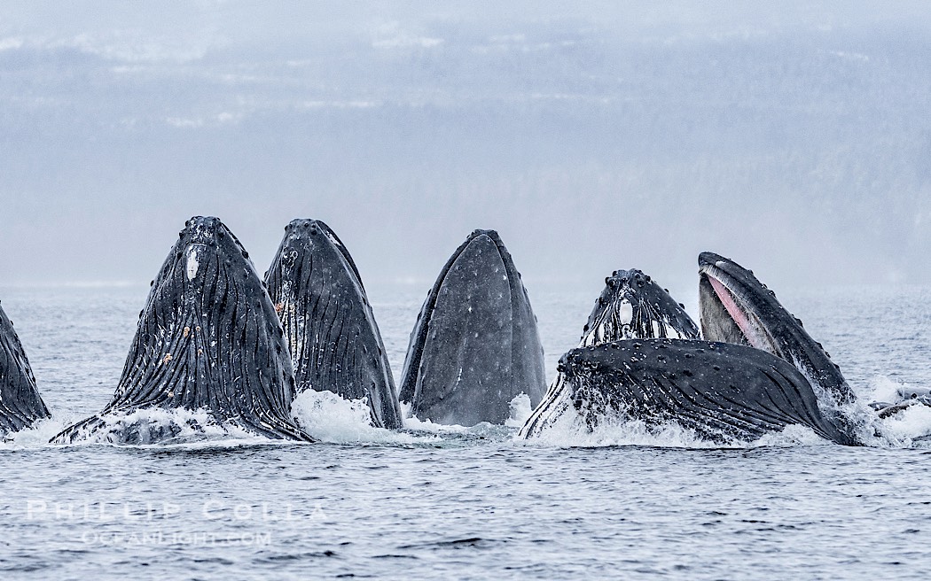 Humpback whales surface together during coordinated bubble-net feeding in Southeast Alaska. The whales use bubbles, sound, and movement to corral fish before capturing them in their open mouths., Megaptera novaeangliae, natural history stock photograph, photo id 41590