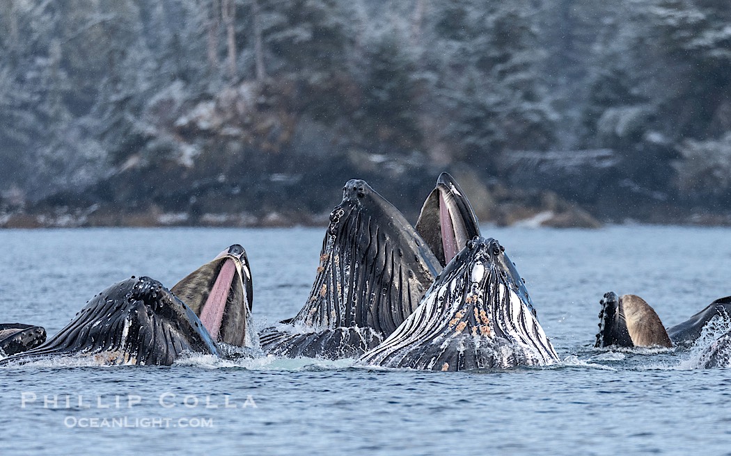 Humpback whales surface together during coordinated bubble-net feeding in Southeast Alaska. The whales use bubbles, sound, and movement to corral fish before capturing them in their open mouths., Megaptera novaeangliae, natural history stock photograph, photo id 41594