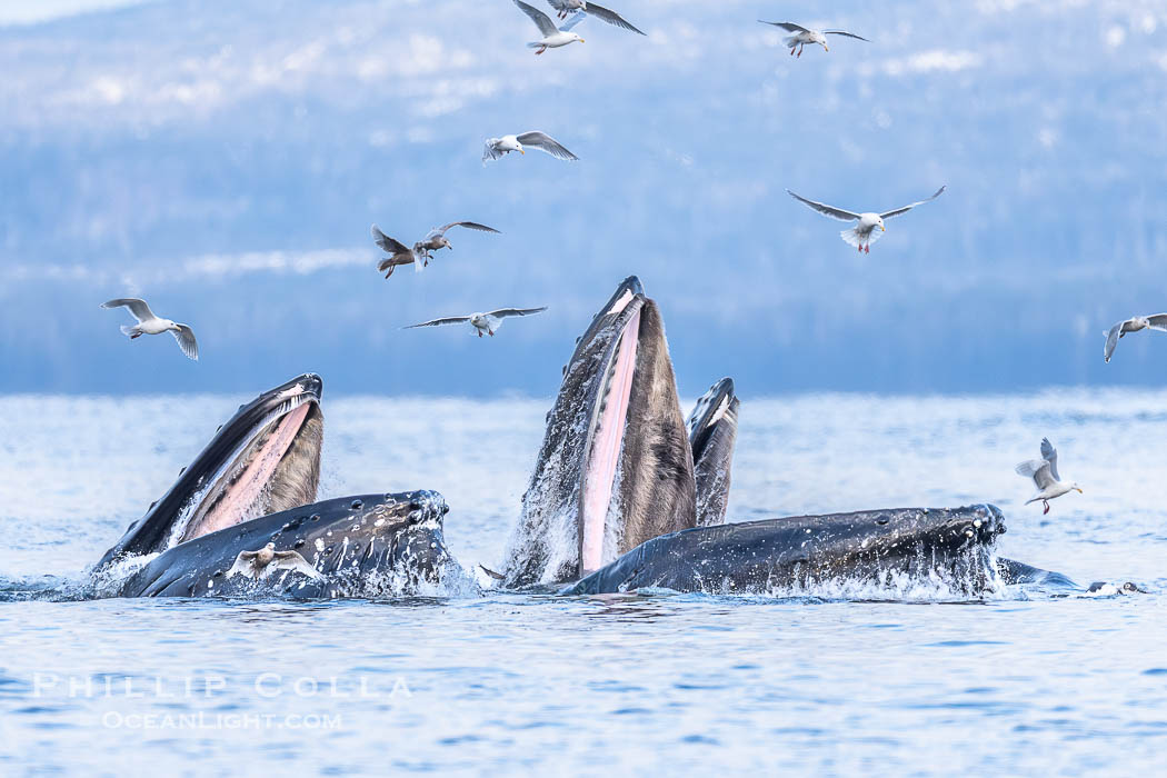 Humpback whales surface together during coordinated bubble-net feeding in Southeast Alaska. The whales use bubbles, sound, and movement to corral fish before capturing them in their open mouths, Megaptera novaeangliae, Sitka Sound