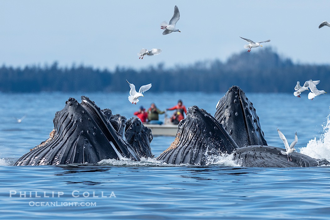 Humpback whales surface together during coordinated bubble-net feeding in Southeast Alaska. The whales use bubbles, sound, and movement to corral fish before capturing them in their open mouths., Megaptera novaeangliae, natural history stock photograph, photo id 41602