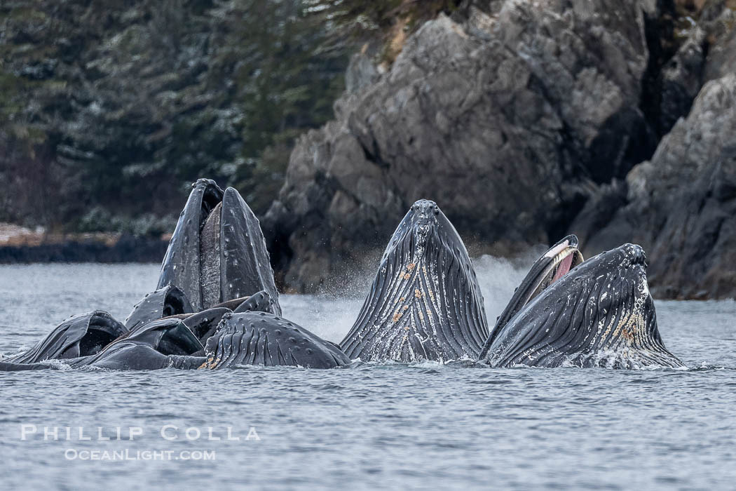Humpback whales surface together during coordinated bubble-net feeding in Southeast Alaska. The whales use bubbles, sound, and movement to corral fish before capturing them in their open mouths., Megaptera novaeangliae, natural history stock photograph, photo id 41610
