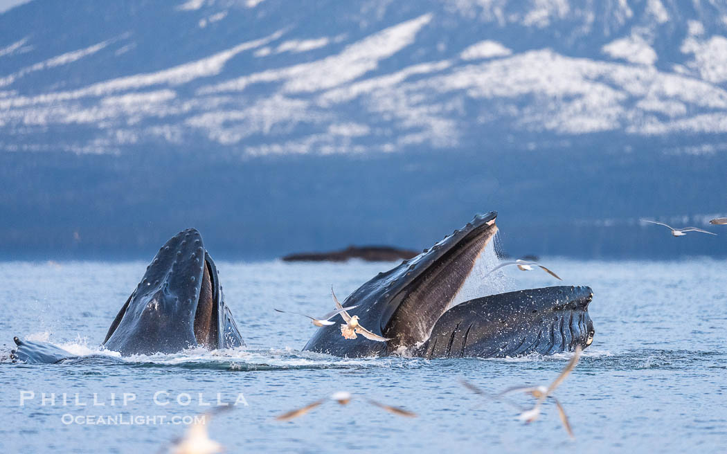 Humpback whales surface together during coordinated bubble-net feeding in Southeast Alaska. The whales use bubbles, sound, and movement to corral fish before capturing them in their open mouths., Megaptera novaeangliae, natural history stock photograph, photo id 41630