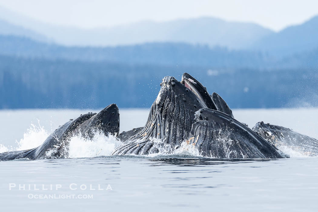 Humpback whales surface together during coordinated bubble-net feeding in Southeast Alaska. The whales use bubbles, sound, and movement to corral fish before capturing them in their open mouths., Megaptera novaeangliae, natural history stock photograph, photo id 41634